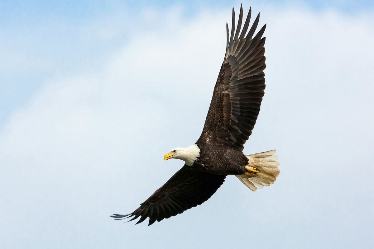 Eagle Flying